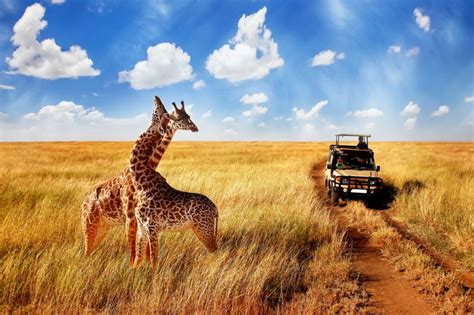 best african safari tours tripadvisor